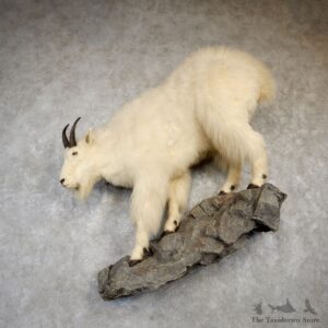 Mountain Goat Life-Size Mount For Sale #18759 @ The Taxidermy Store