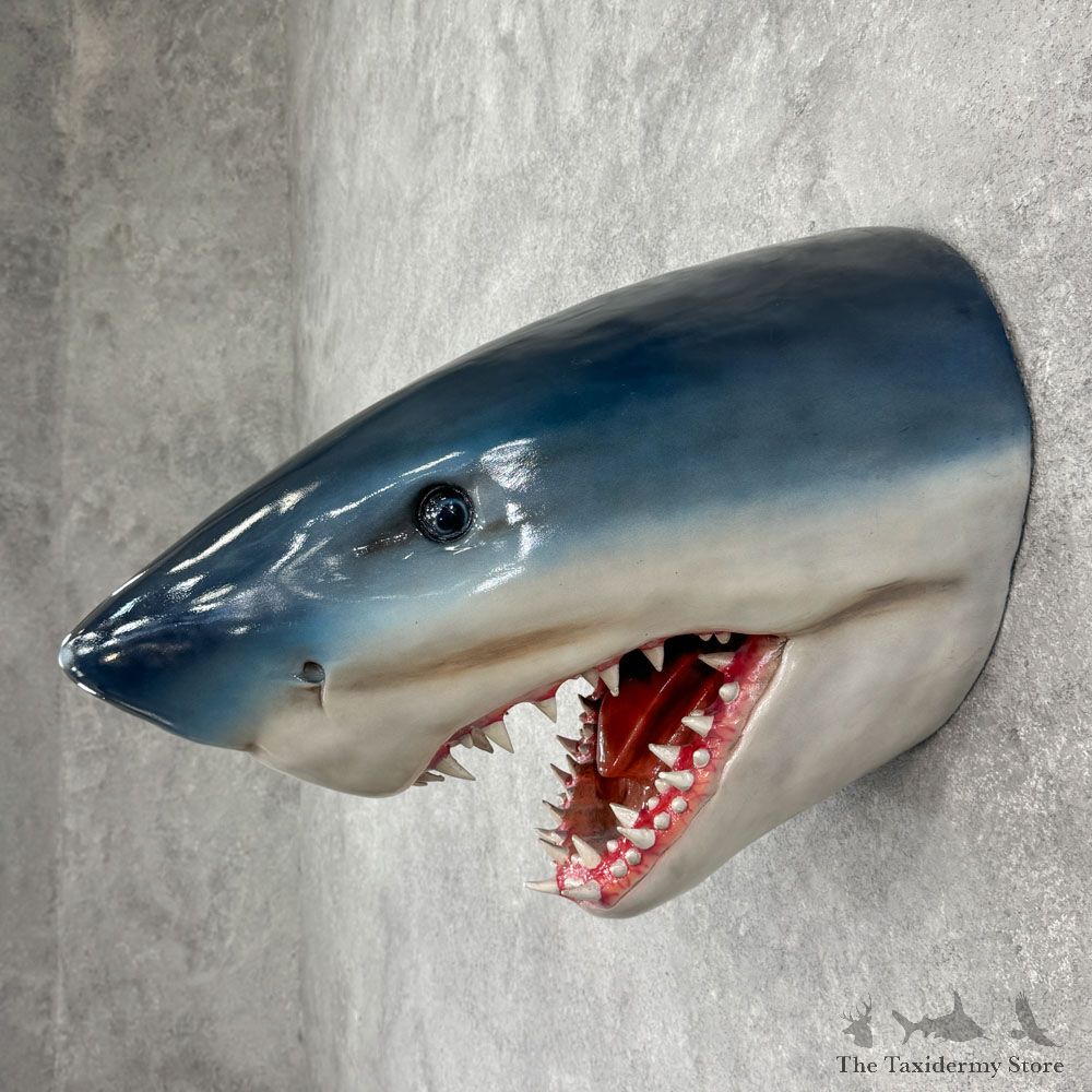 Replica Shark Head Mount For Sale #32432 @ The Taxidermy Store