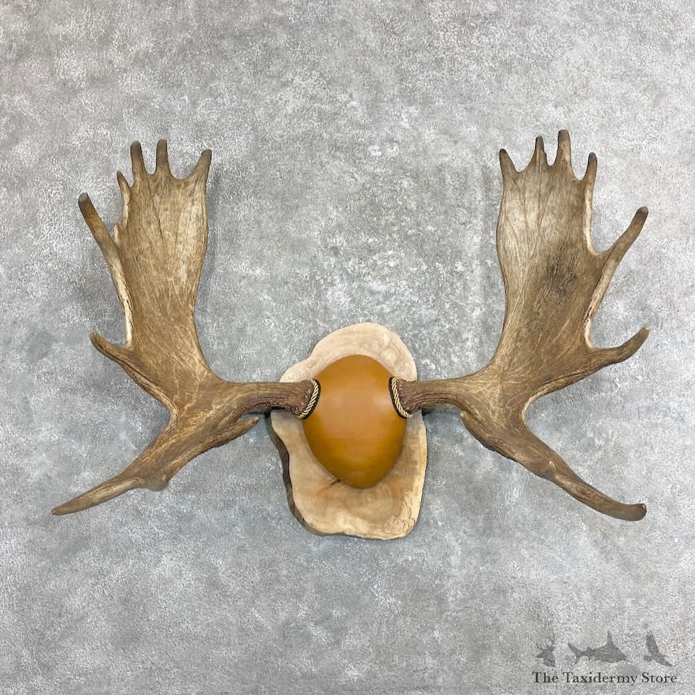 Moose Antler Plaque For Sale #27339 @ The Taxidermy Store