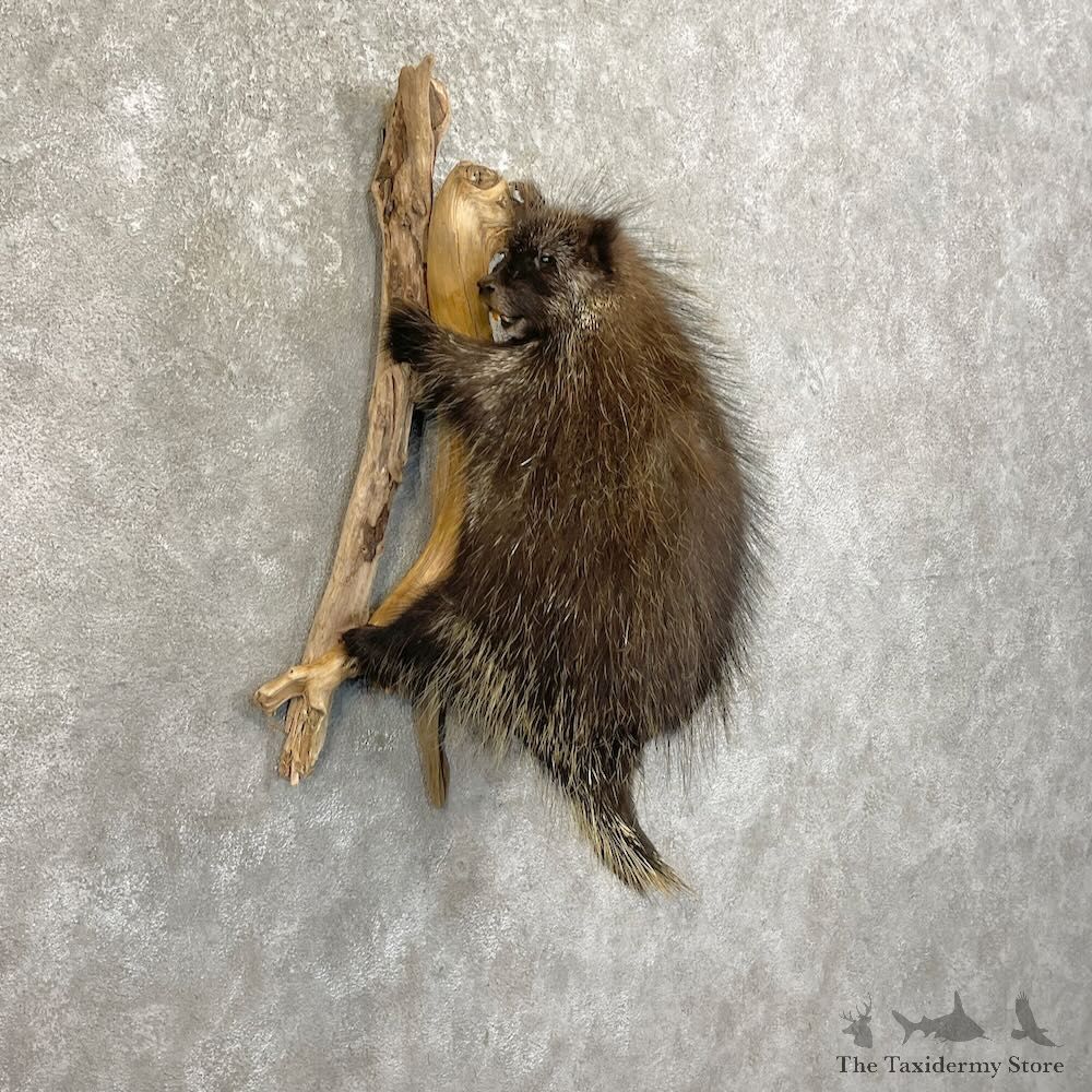 Porcupine Life-Size Taxidermy Mount For Sale #27773 - The Taxidermy Store