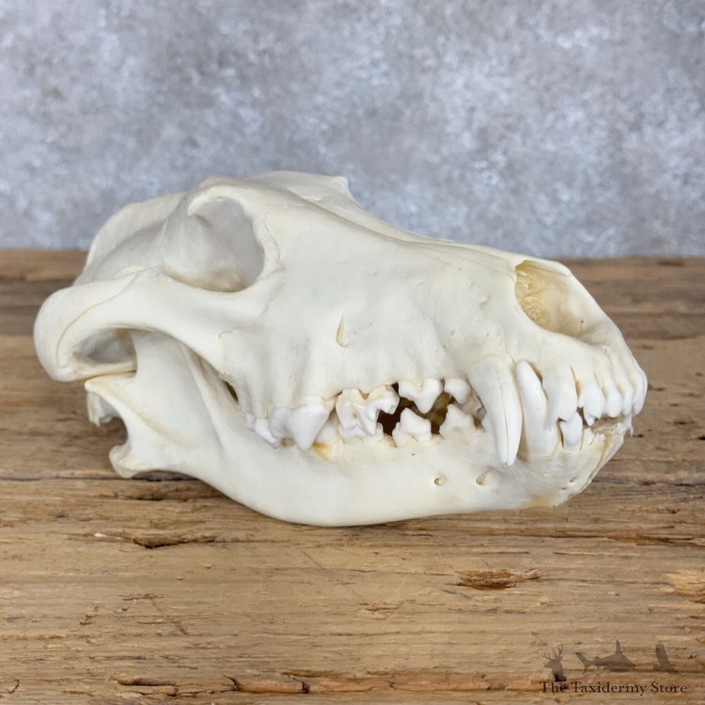 Alaskan Gray Wolf Full Skull For Sale #28938 @ The Taxidermy Store