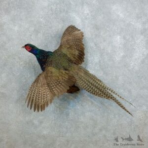 Green Pheasant Taxidermy Mount #18519 For Sale @ The Taxidermy Store