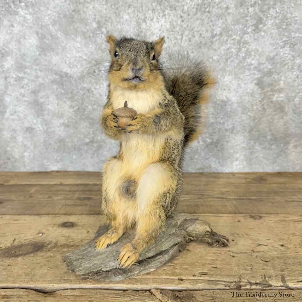 Fox Squirrel Life-Size Mount For Sale #30413 @ The Taxidermy Store