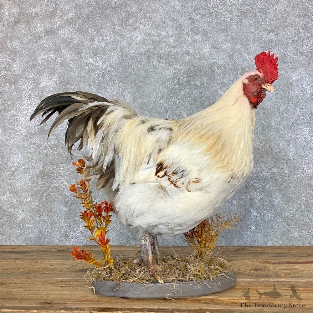 Domestic Chicken Rooster Bird Mount For Sale #23426 @ The Taxidermy Store