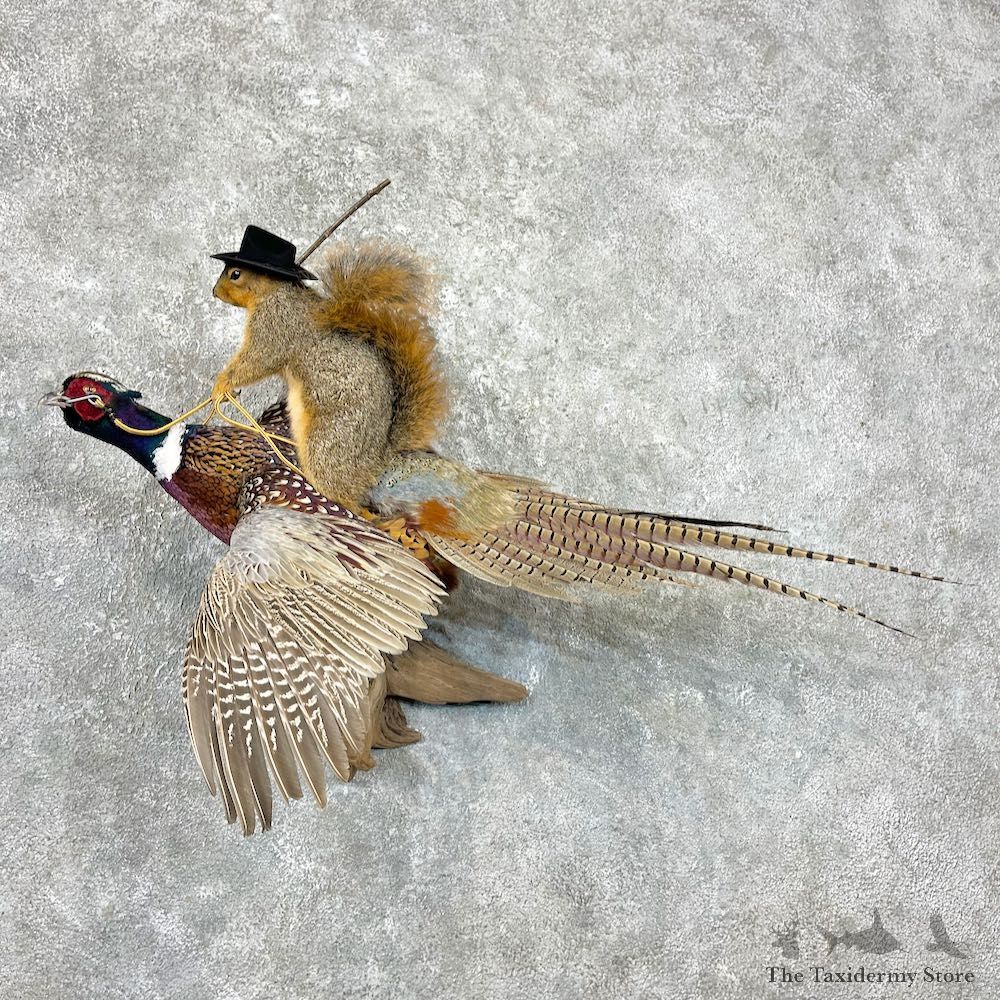 Fox Squirrel & Ringneck Pheasant Novelty Mount For Sale #26942 @ The Taxidermy Store