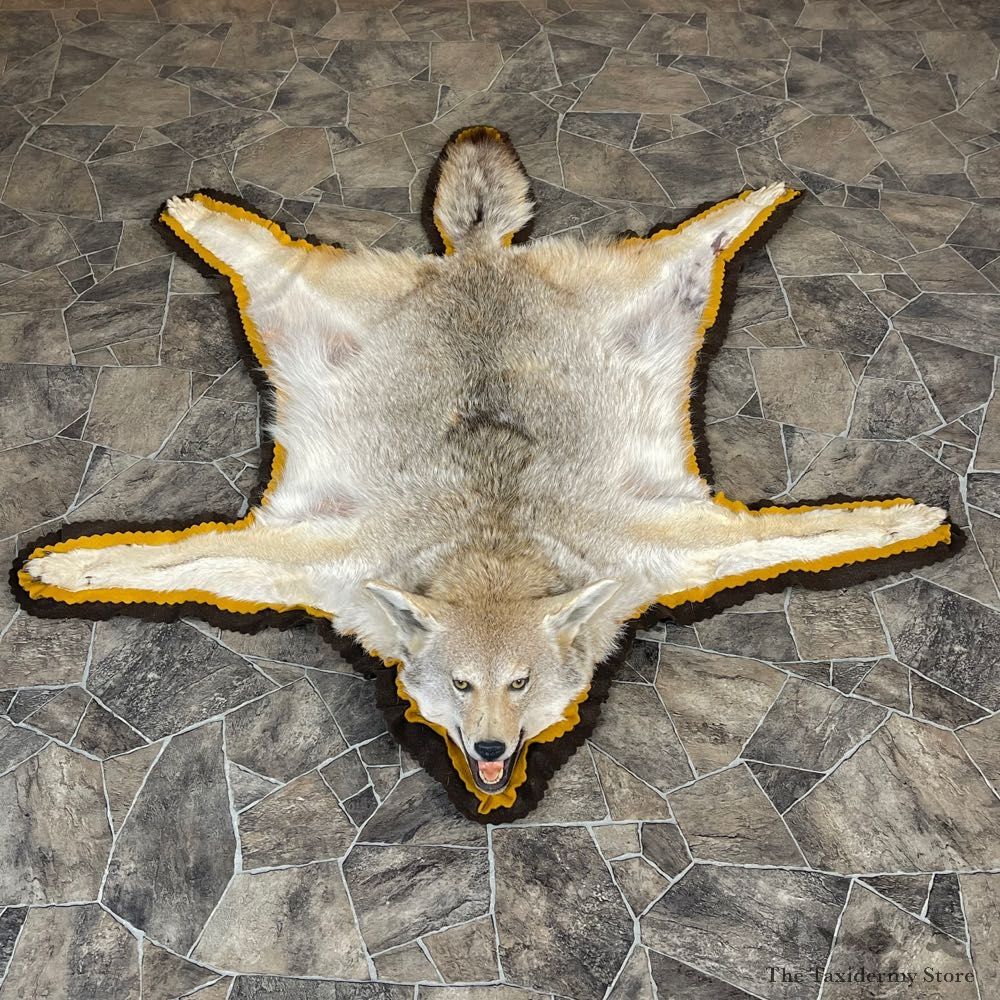 Coyote Rug Taxidermy Mount For Sale #24679 @ The Taxidermy Store