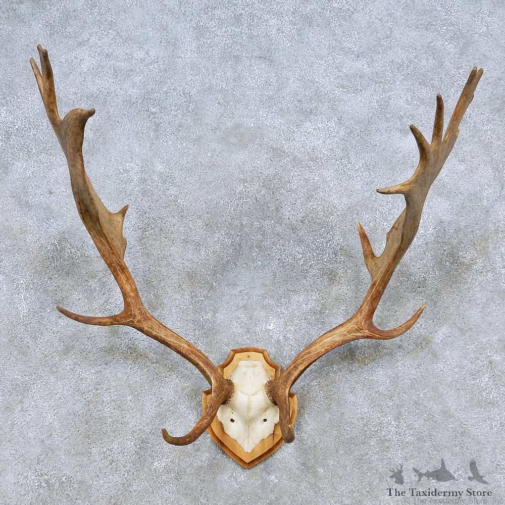Fallow Deer Antler Plaque Taxidermy Mount For Sale #14495 @ The Taxidermy Store