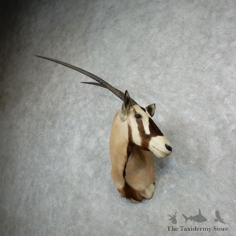 Gemsbok Oryx Shoulder Mount For Sale #18074 @ The Taxidermy Store