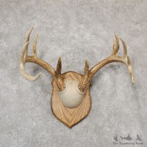 Whitetail Deer Antler Plaque Mount For Sale #18966 @ The Taxidermy Store