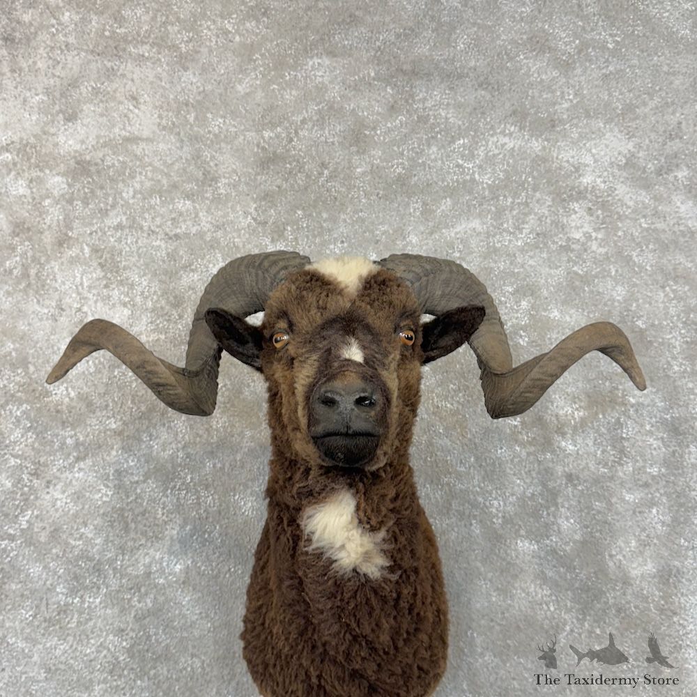 Arapawa Sheep Shoulder Mount For Sale #29867 @ The Taxidermy Store