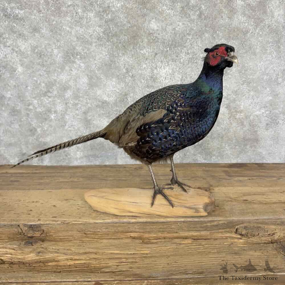 Green Pheasant Bird Mount For Sale #32041 @ The Taxidermy Store