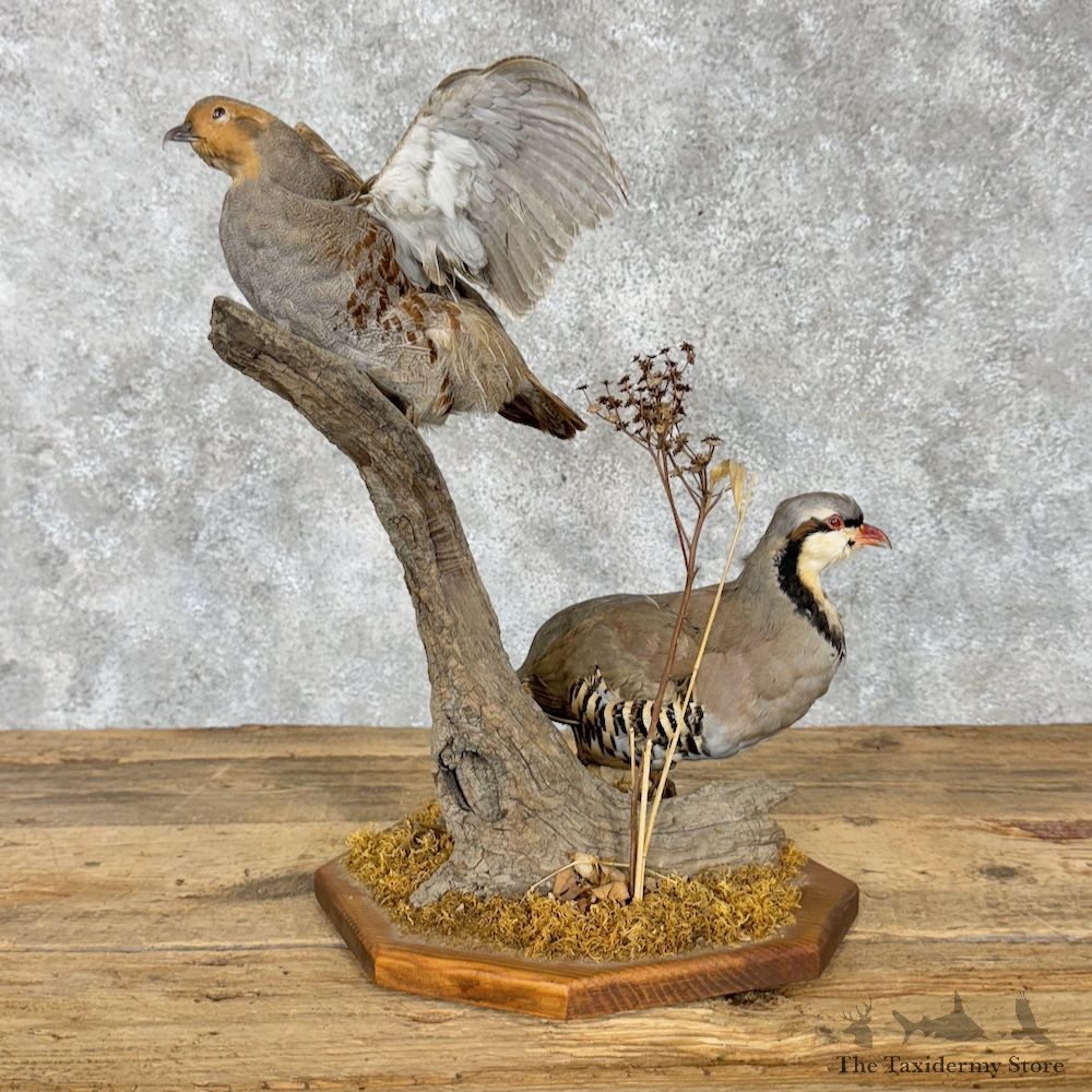 Chukar & Hungarian Partridge Pair For Sale #30188 @ The Taxidermy Store