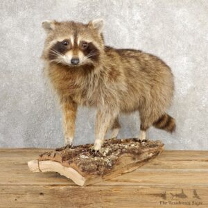 Raccoon Life-Size Mount For Sale #20658 @ The Taxidermy Store