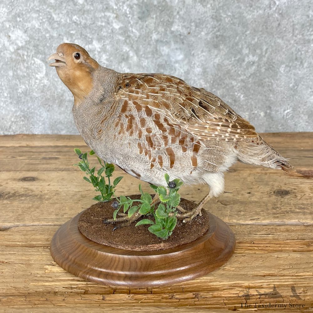 Hungarian Grey Partridge Mount For Sale #27212 @ The Taxidermy Store