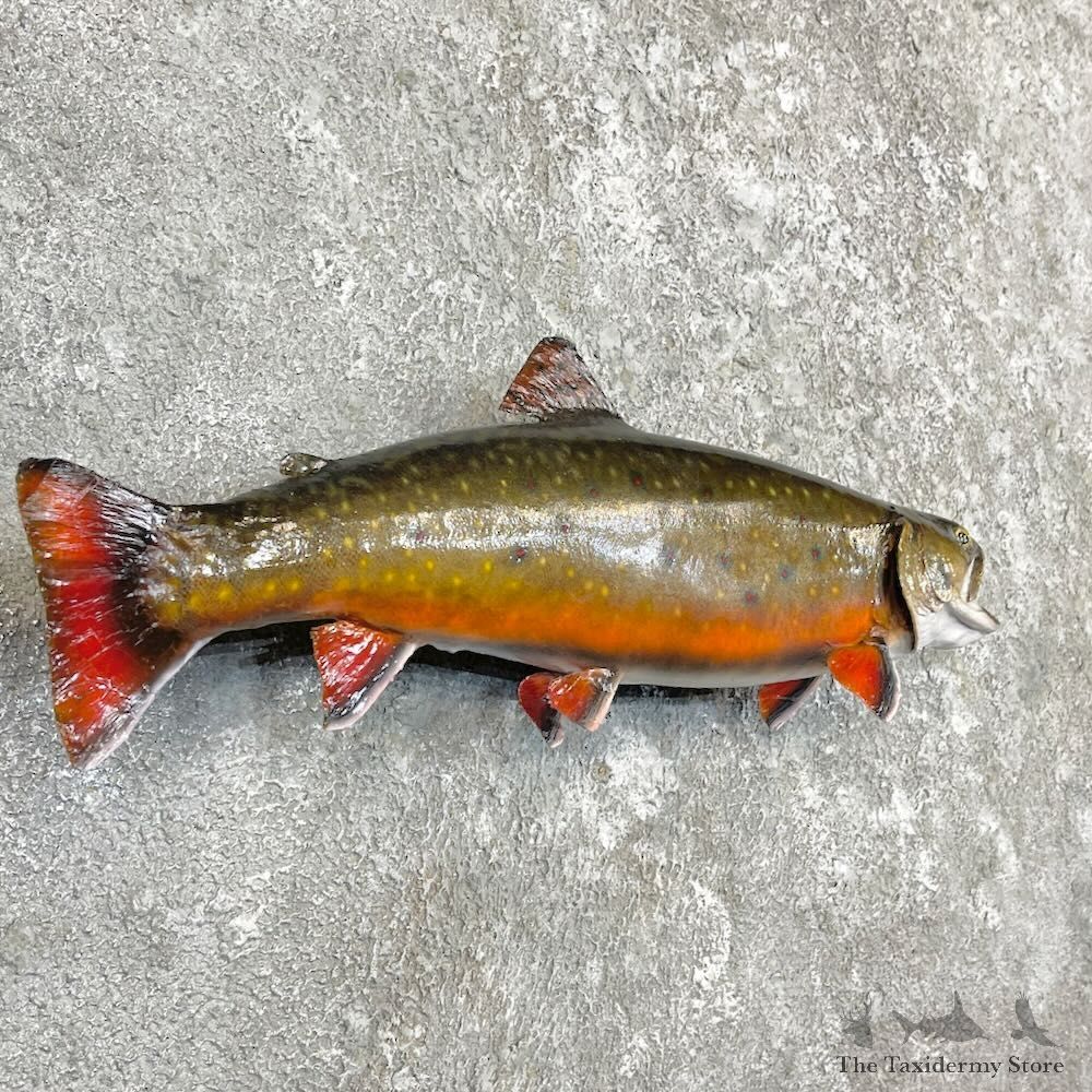 Brook Trout Fish Mount For Sale #27254 @ The Taxidermy Store