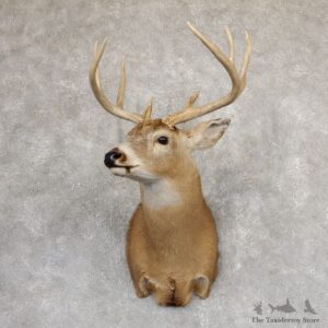 Whitetail Deer Shoulder Mount #18992 For Sale - The Taxidermy Store