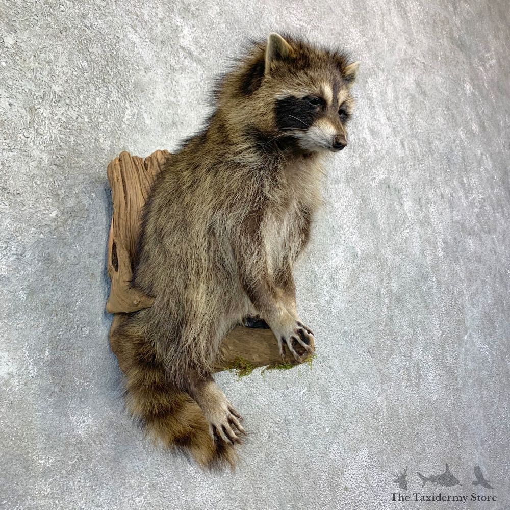 Raccoon Life-Size Mount For Sale #23169 @ The Taxidermy Store