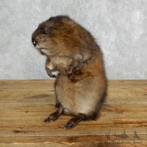 Muskrat Life Size Taxidermy Mount #18013 For Sale @ The Taxidermy Store