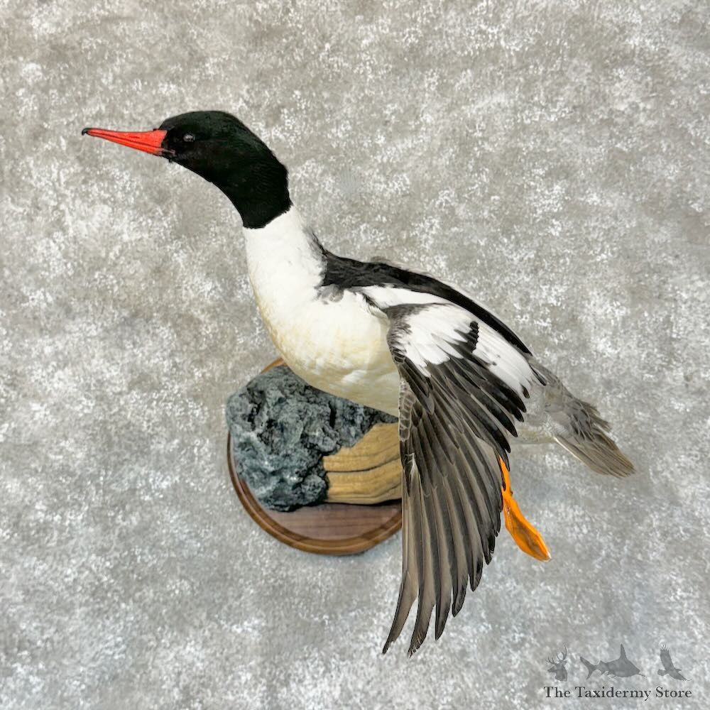 Common Merganser Duck Bird Mount For Sale #28769 @ The Taxidermy Store