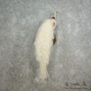 Pied Peacock Bird Mount For Sale #17579 @ The Taxidermy Store