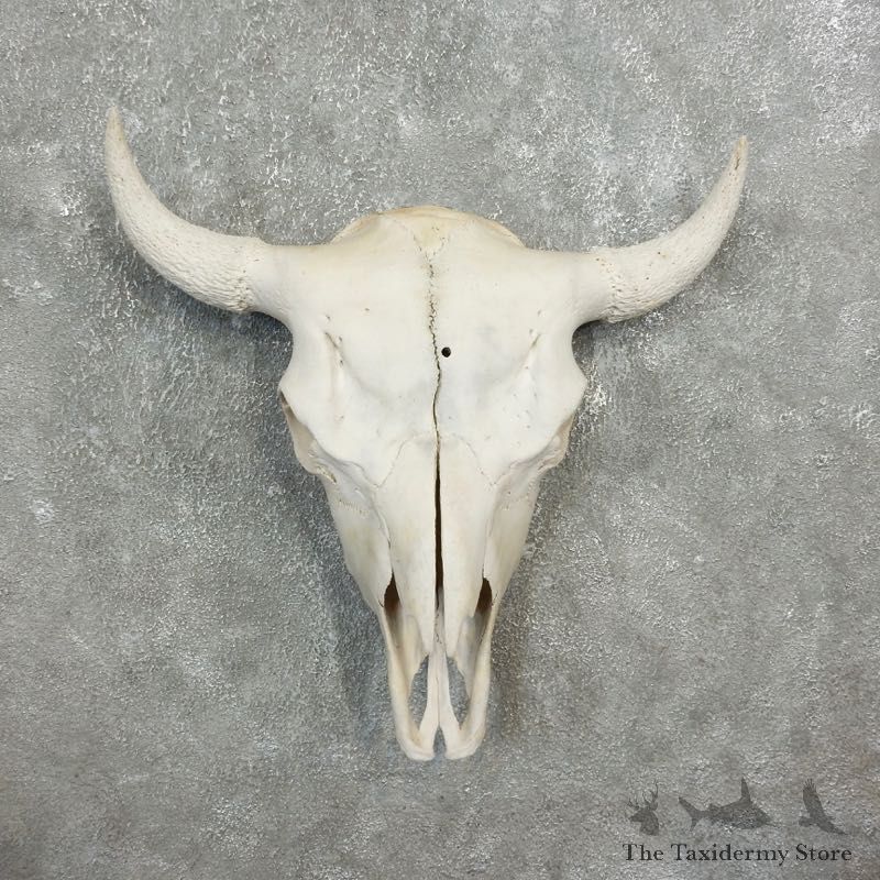Buffalo Bison Skull Mount For Sale #17688 @ The Taxidermy Store