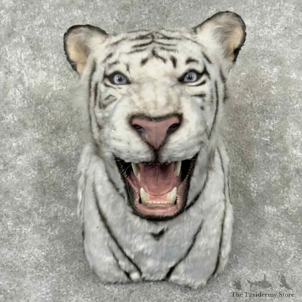 Reproduction White Tiger Shoulder Mount For Sale #32165 @ The Taxidermy Store