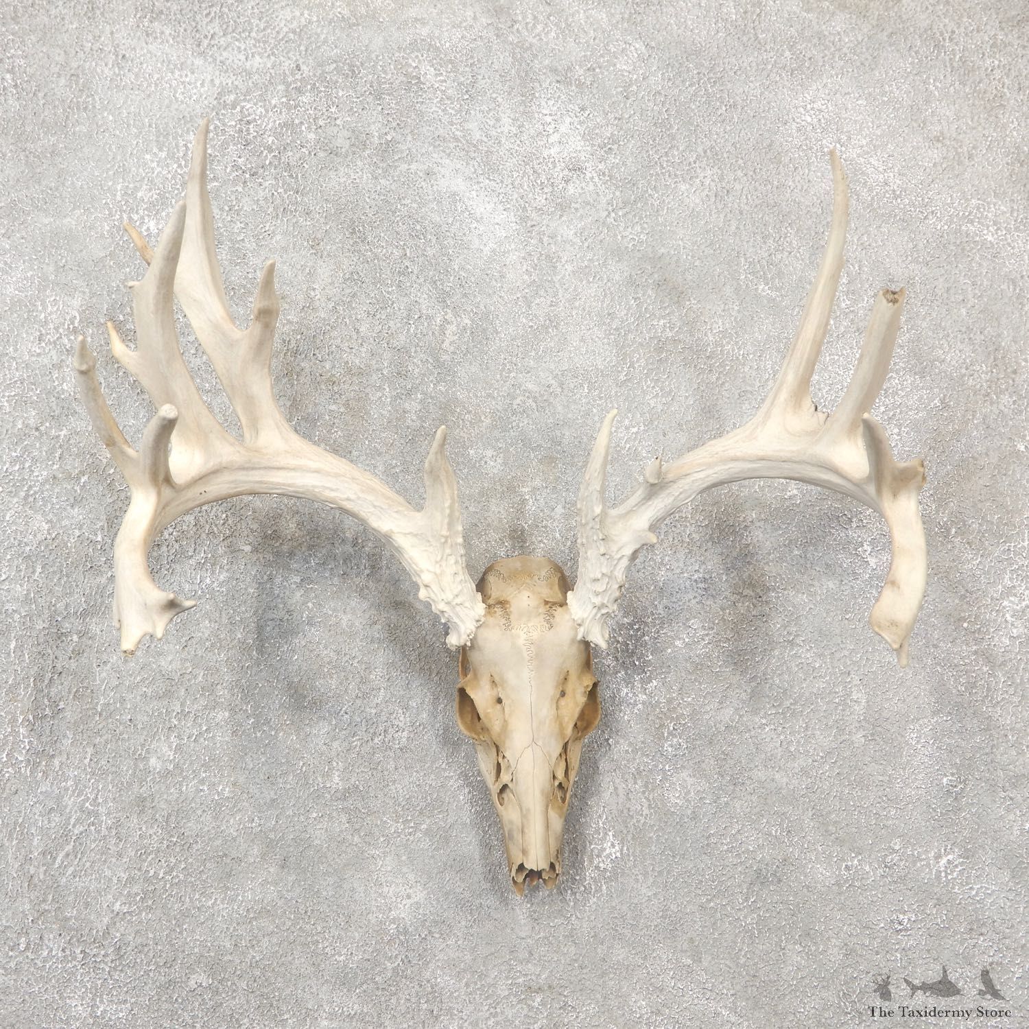 Whitetail Deer Skull European Mount For Sale #19252 @ The Taxidermy Store