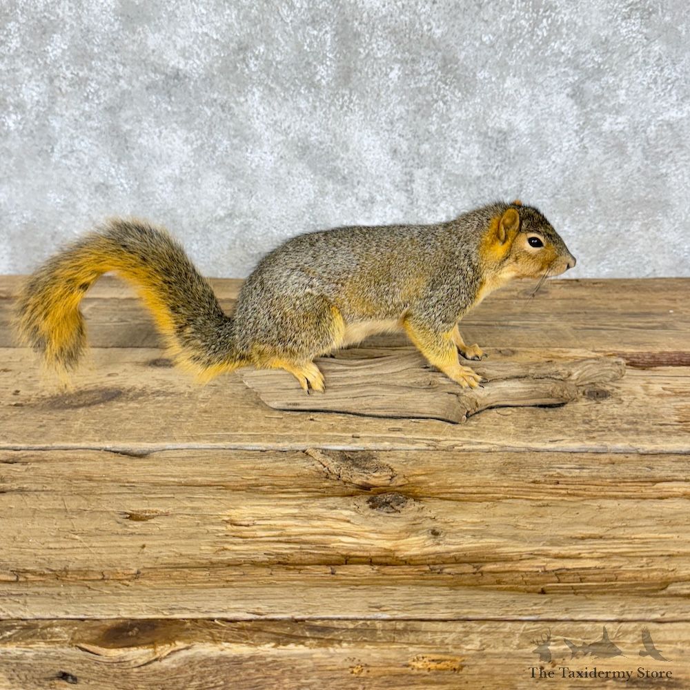 Fox Squirrel Life Size Mount For Sale #29271 @ The Taxidermy Store