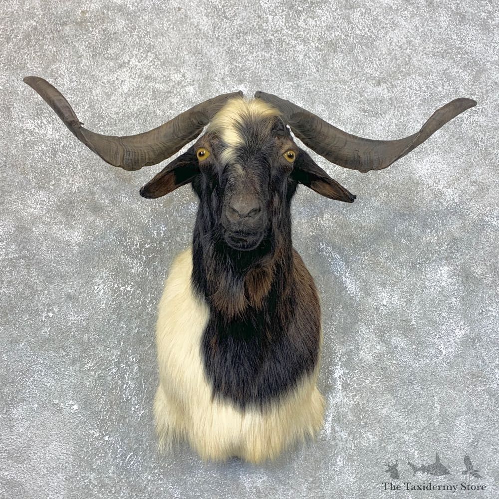 Catalina Goat Shoulder Mount For Sale #23953 @ The Taxidermy Store