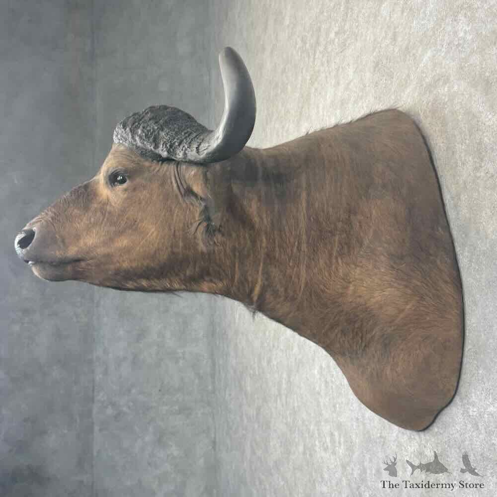 African Cape Buffalo Shoulder Mount For Sale #32163 @ The Taxidermy Store