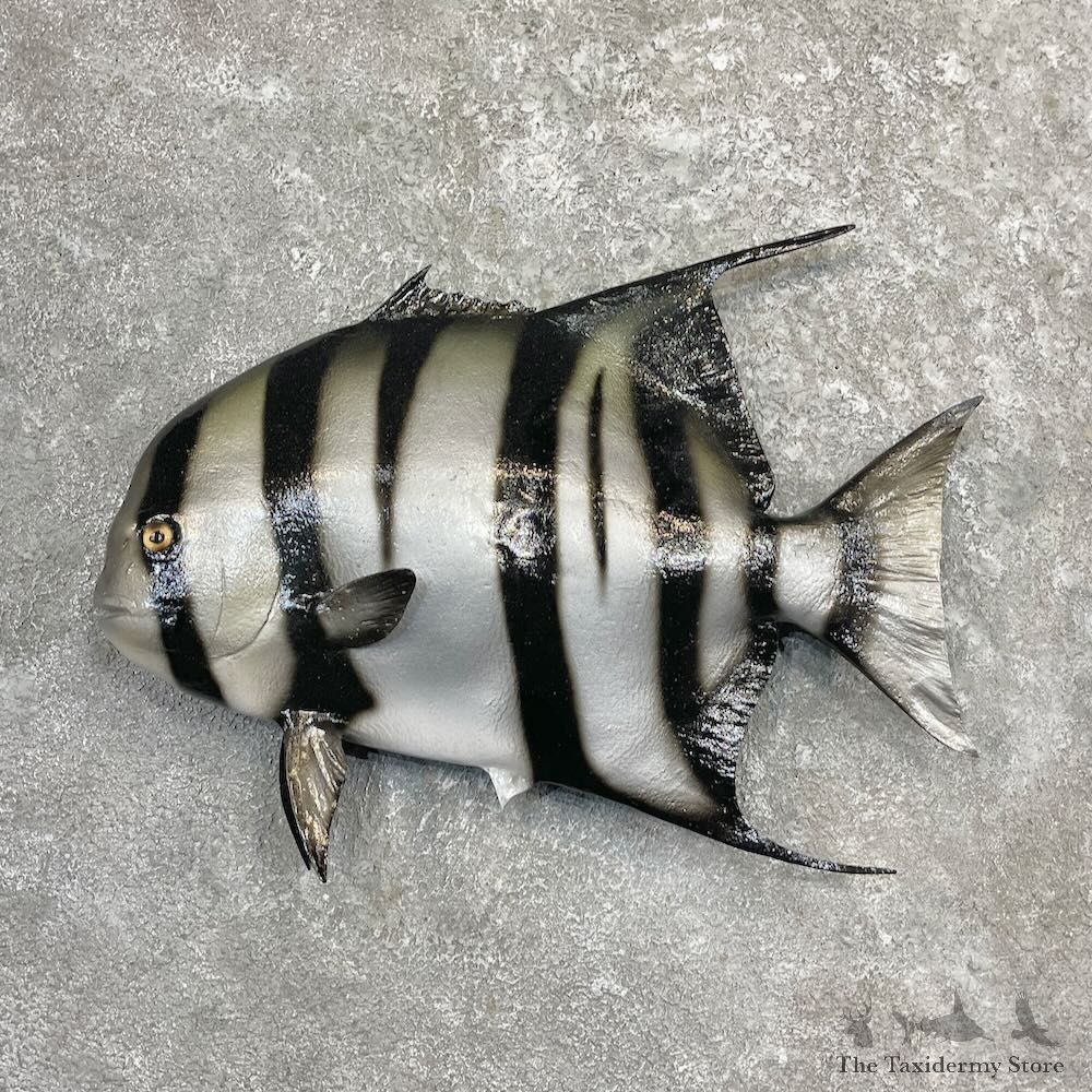 Reproduction Atlantic Spadefish Mount For Sale #27220 @ The Taxidermy Store