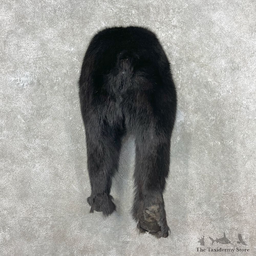 Black Bear Rear Mount For Sale #26839 @ The Taxidermy Store