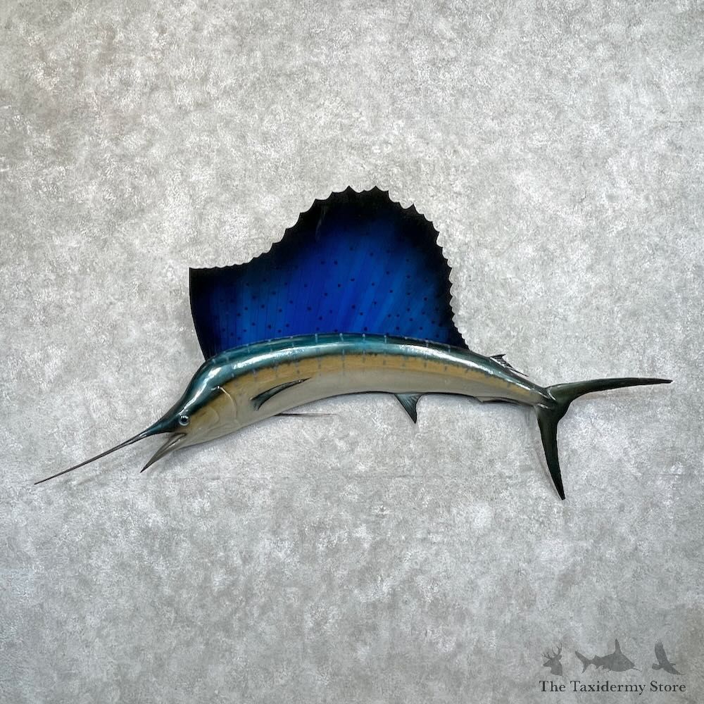 Atlantic Sailfish Fish Mount For Sale #27508 @ The Taxidermy Store