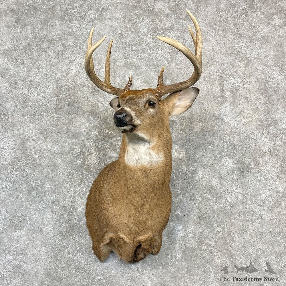 Whitetail Deer Shoulder Mount For Sale #27152 - The Taxidermy Store