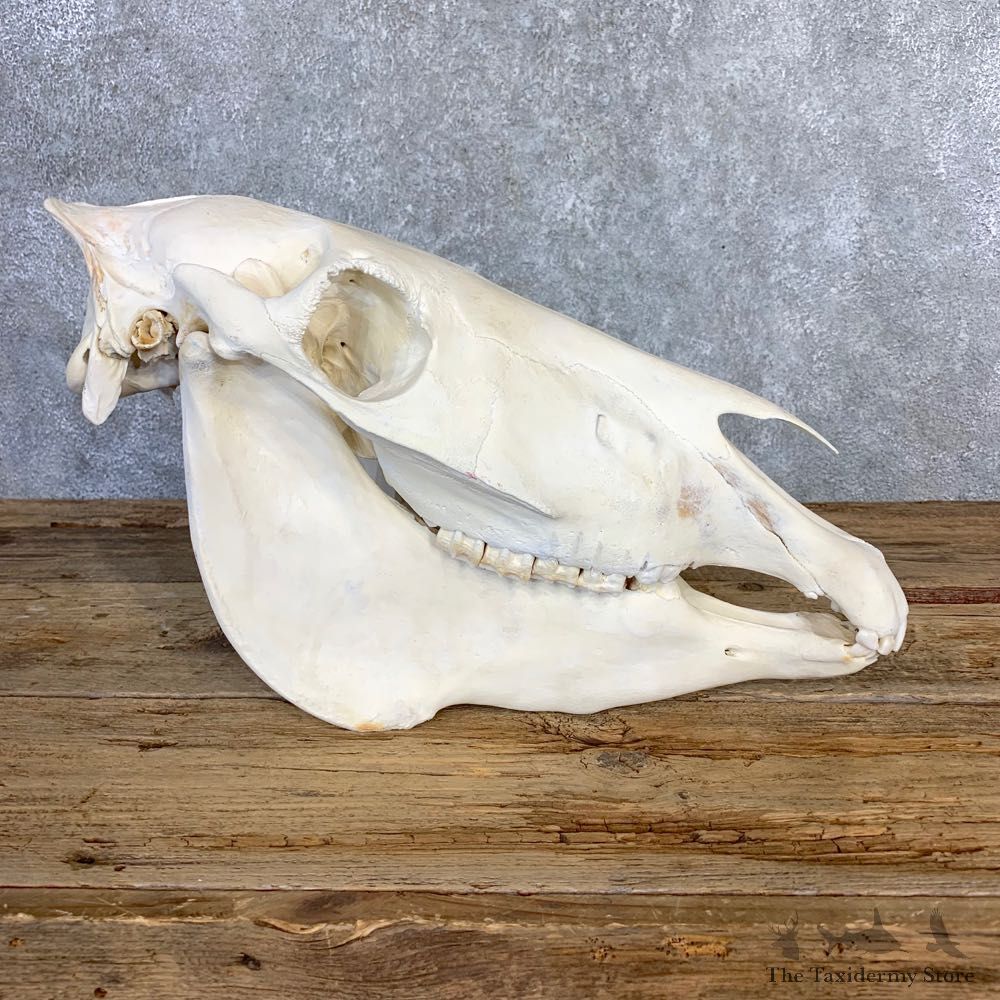 African Burchell's Zebra Skull Mount #21843 For Sale @ The Taxidermy Store
