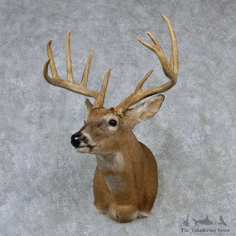 Whitetail Deer Taxidermy Shoulder Mount #13164 For Sale @ The Taxidermy Store