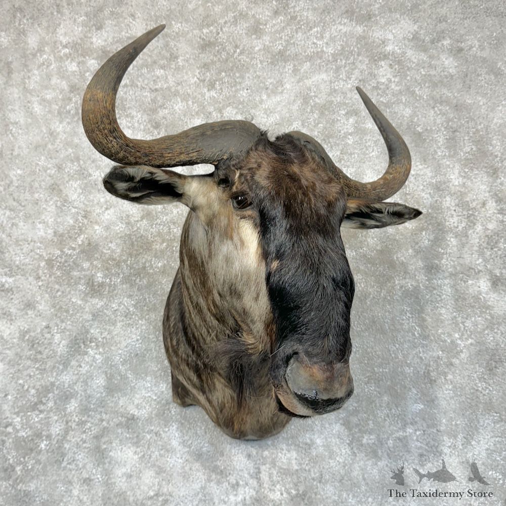 Blue Wildebeest Shoulder Mount For Sale #29578 @ The Taxidermy Store