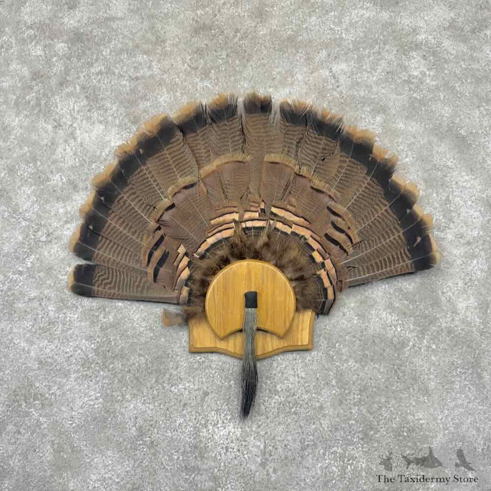 Eastern Wild Turkey Fan For Sale #32208 @ The Taxidermy Store