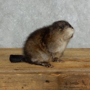 Muskrat Life Size Taxidermy Mount #18014 For Sale @ The Taxidermy Store