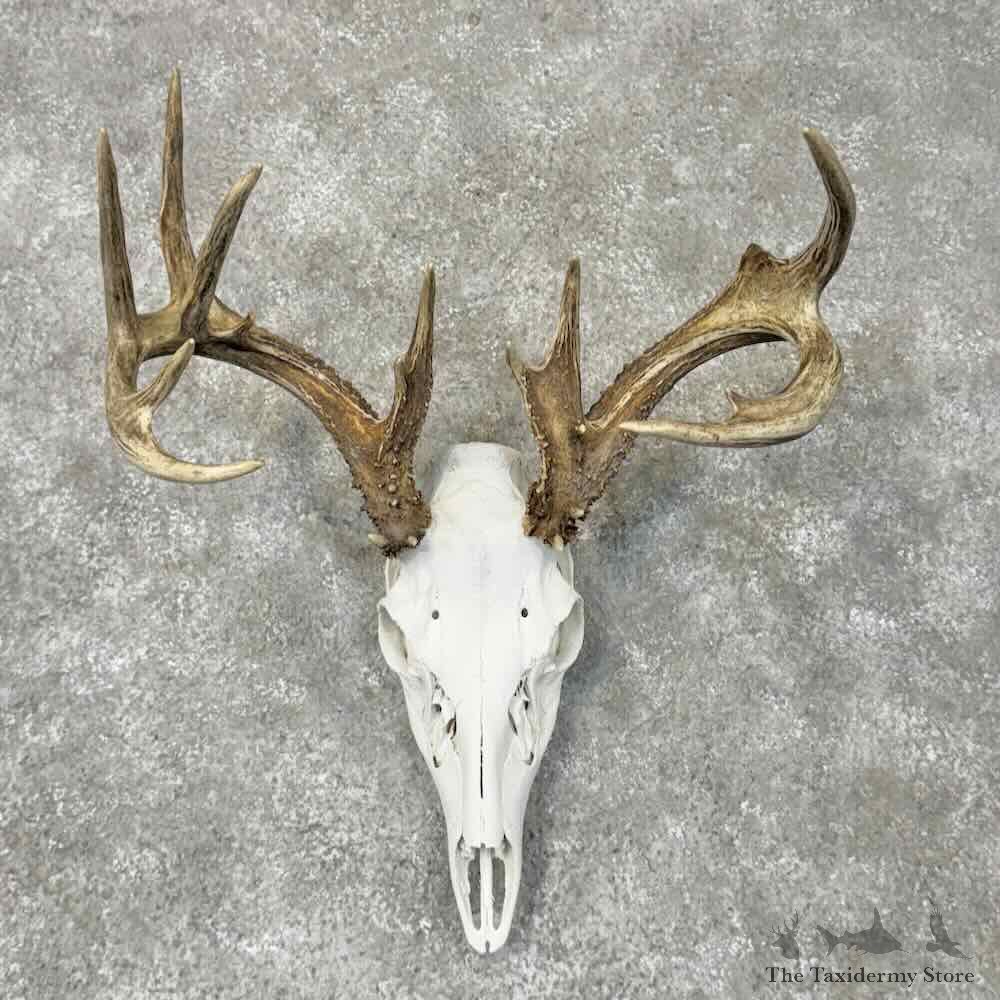 Whitetail Deer Skull European Mount For Sale #30498 @ The Taxidermy Store