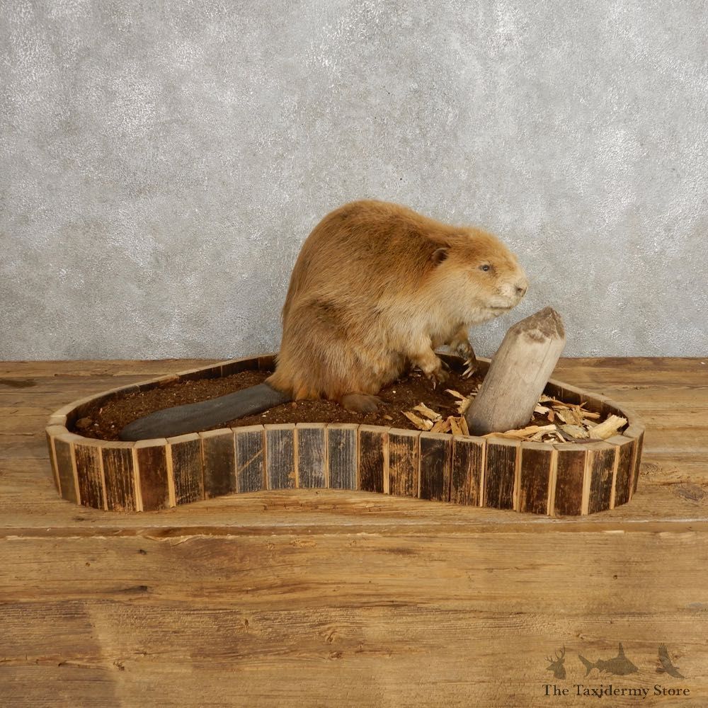 North American Beaver Mount For Sale #21236 @ The Taxidermy Store