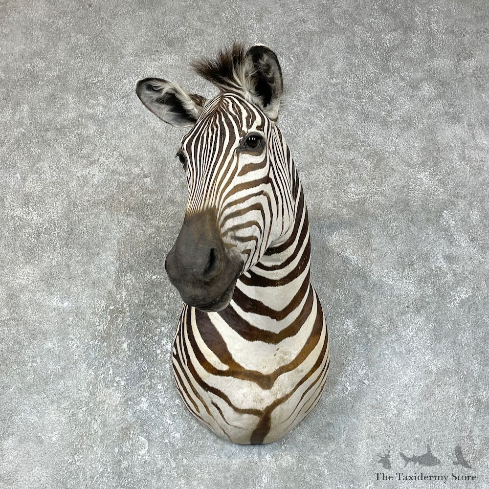 African Zebra Shoulder Mount For Sale #25691 @ The Taxidermy Store