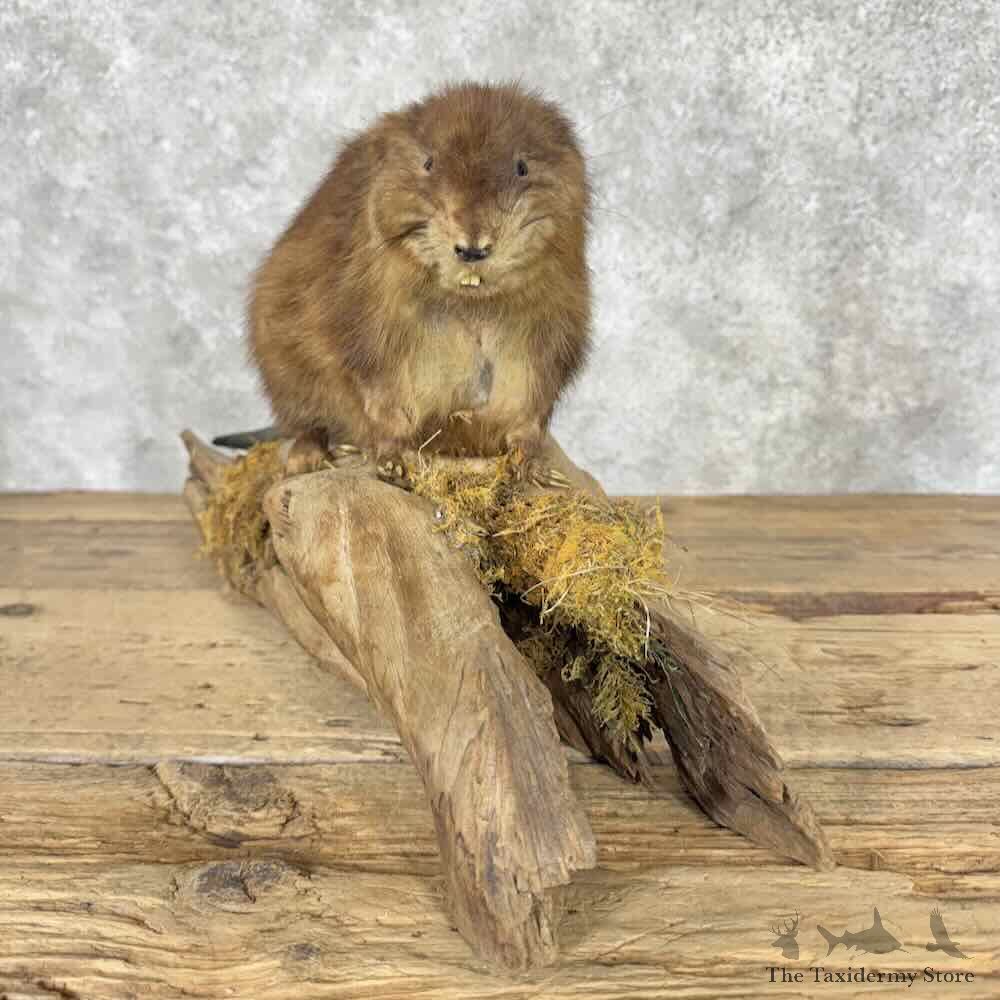 Muskrat Life Size Mount For Sale #32048 @ The Taxidermy Store