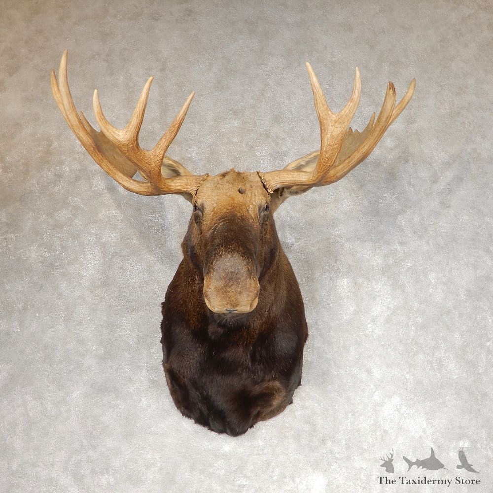Canadian Moose Shoulder Mount For Sale #21276 @ The Taxidermy Store
