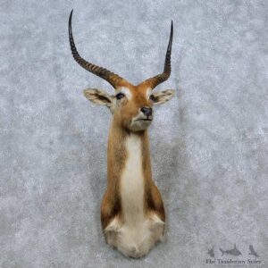 Kafue Flats Lechwe Shoulder Mount For Sale #15040 @ The Taxidermy Store