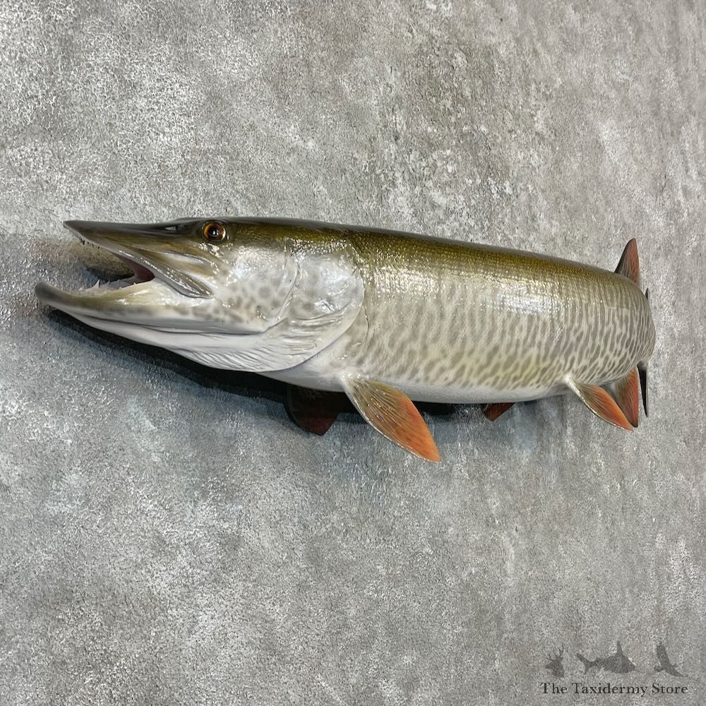 Reproduction Muskellunge Fish Mount For Sale #27230 @ The Taxidermy Store
