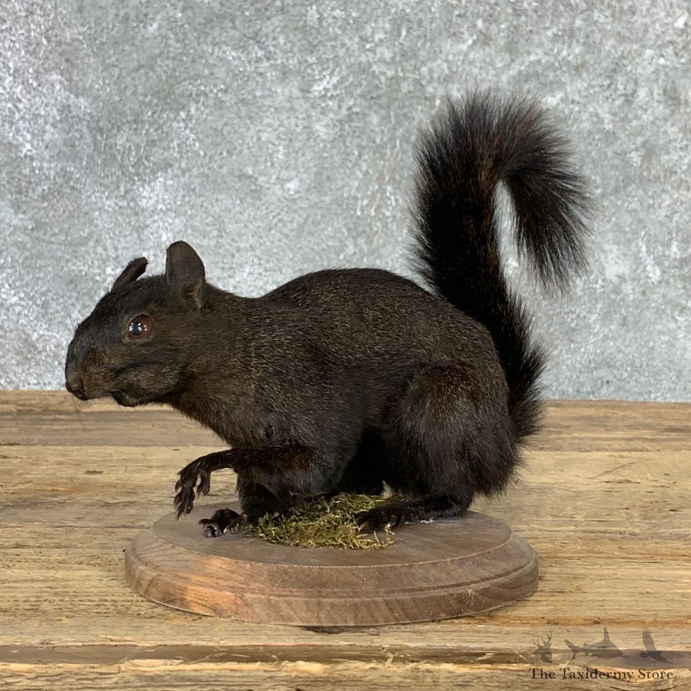 Black Squirrel Life-Size Mount For Sale #22926 @ The Taxidermy Store