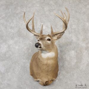 Whitetail Deer Shoulder Mount For Sale #19092 @ The Taxidermy Store