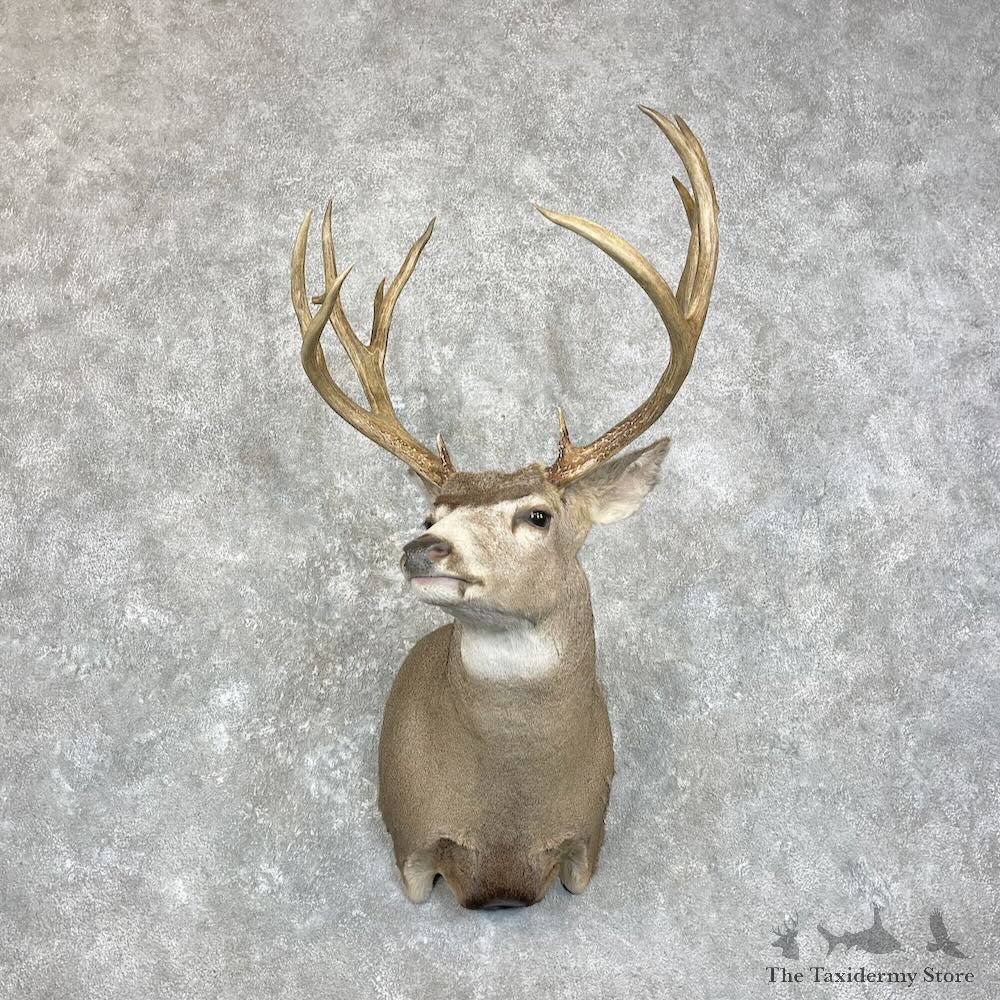 Mule Deer Shoulder Mount For Sale #28007 @ The Taxidermy Store