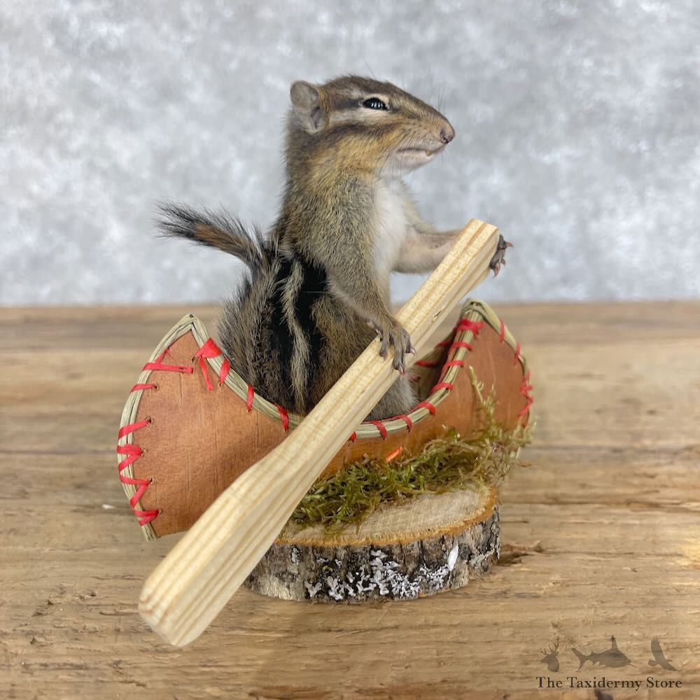 Novelty Chipmunk Mount For Sale #28637 - The Taxidermy Store